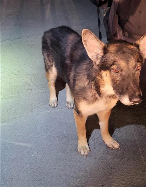 Shelter Stray Male Dog last seen Near BLOCK ELDORADO, 4710 TX-151, San Antonio, TX 78227, USA