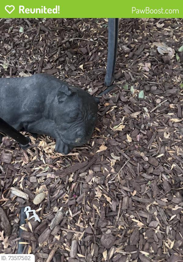 Reunited Female Dog last seen Lichen Dr & Tanoak, Citrus Heights, Citrus Heights, CA 95621