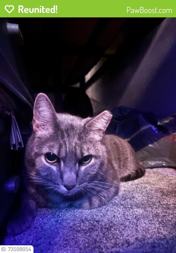 Reunited Male Cat last seen Oakdale and Saticoy, Los Angeles, CA 91306