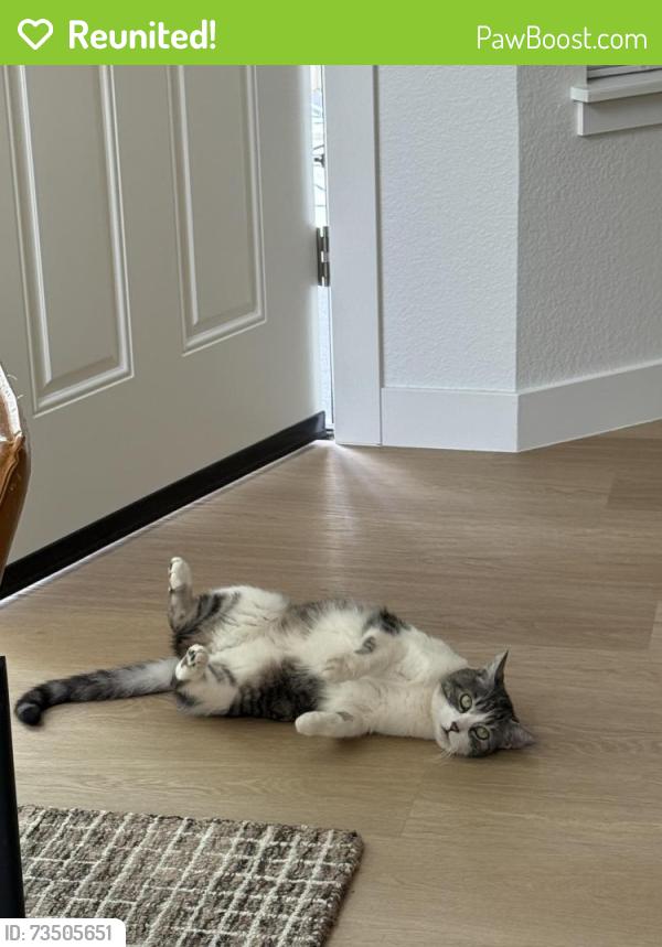 Reunited Female Cat last seen Powderhorn Neighborhood, Boulder, CO 80301