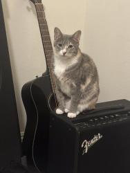 Lost Female Cat last seen Bonita and Palomares, La Verne, CA 91750
