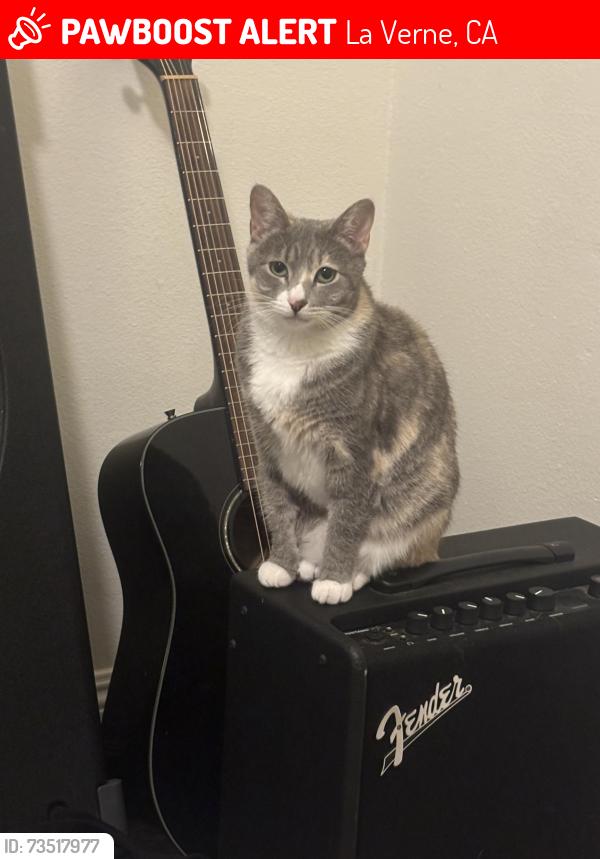 Lost Female Cat last seen Bonita and Palomares, La Verne, CA 91750