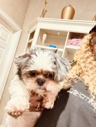 Found/Stray Male Dog last seen Brookway dr, Fort Worth, TX 76123