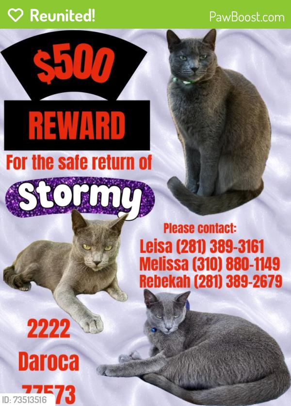 Reunited Female Cat last seen Mar Bella, first Block behind Clear Falls, League City, TX 77573