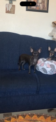 Lost Female Dog last seen 83rd Ave and Glenrosa, Phoenix, AZ 85037