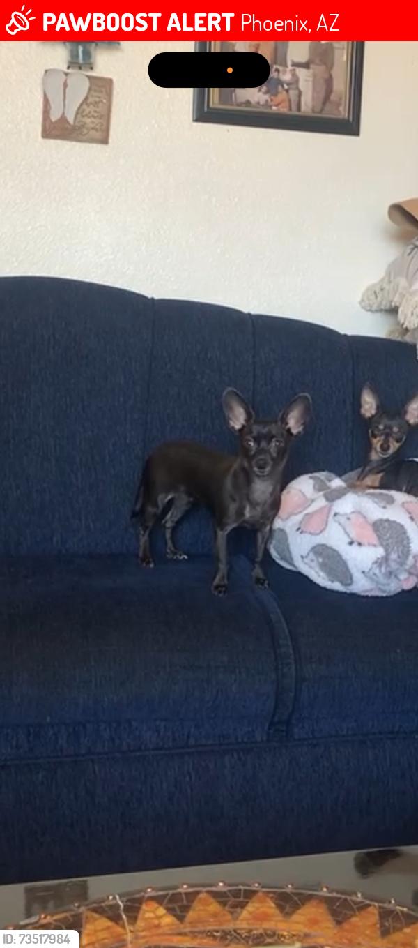 Lost Female Dog last seen 83rd Ave and Glenrosa, Phoenix, AZ 85037