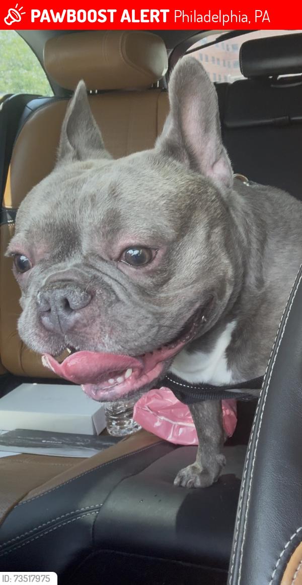 Lost Male Dog last seen 40th & Fairmount, Philadelphia, PA 19104