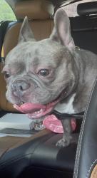 Lost Male Dog last seen 40th & Fairmount, Philadelphia, PA 19104