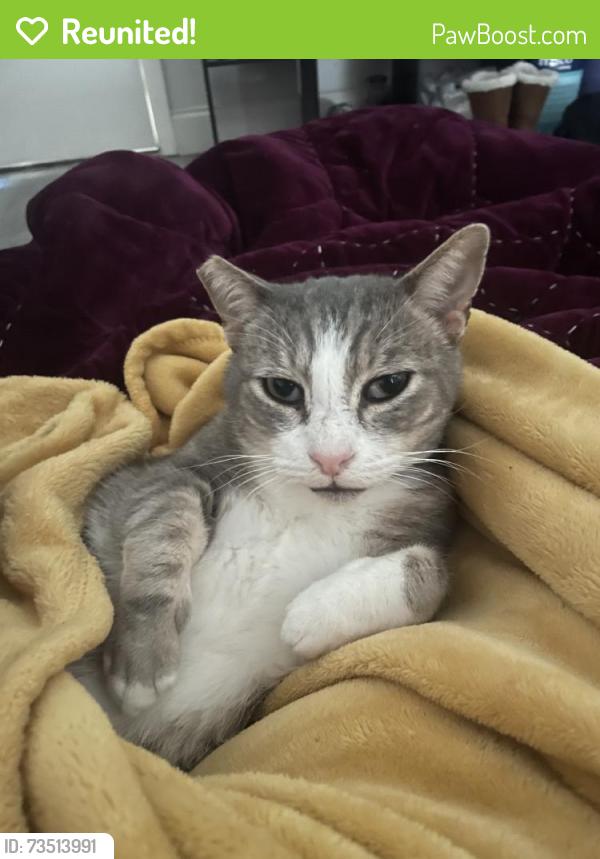 Reunited Male Cat last seen Near Lakewood Club Dr S, St. Petersburg, FL 33712, USA, St. Petersburg, FL 33712