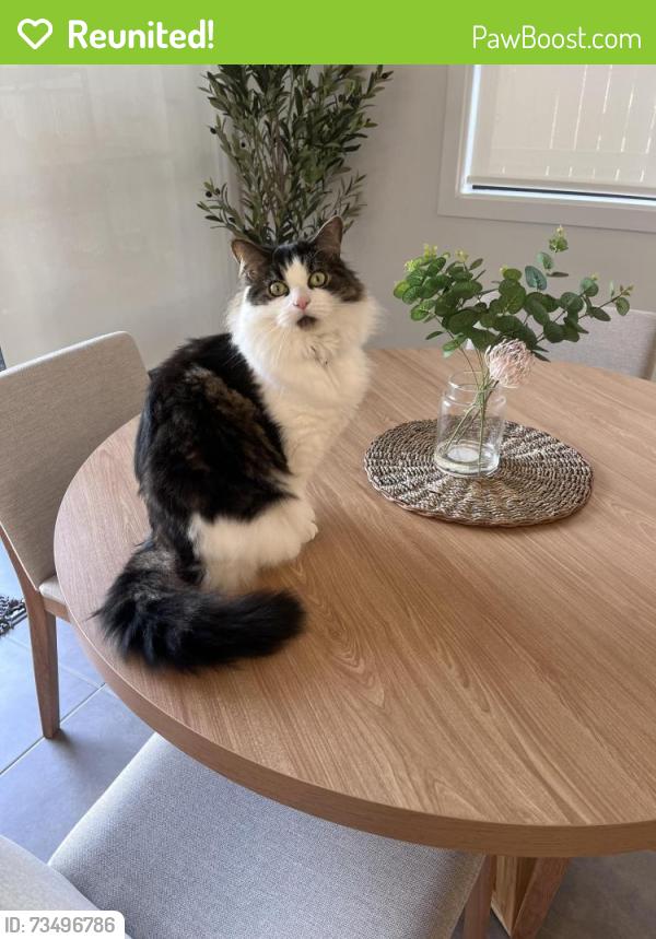 Reunited Male Cat last seen oran park, Oran Park, NSW 2570