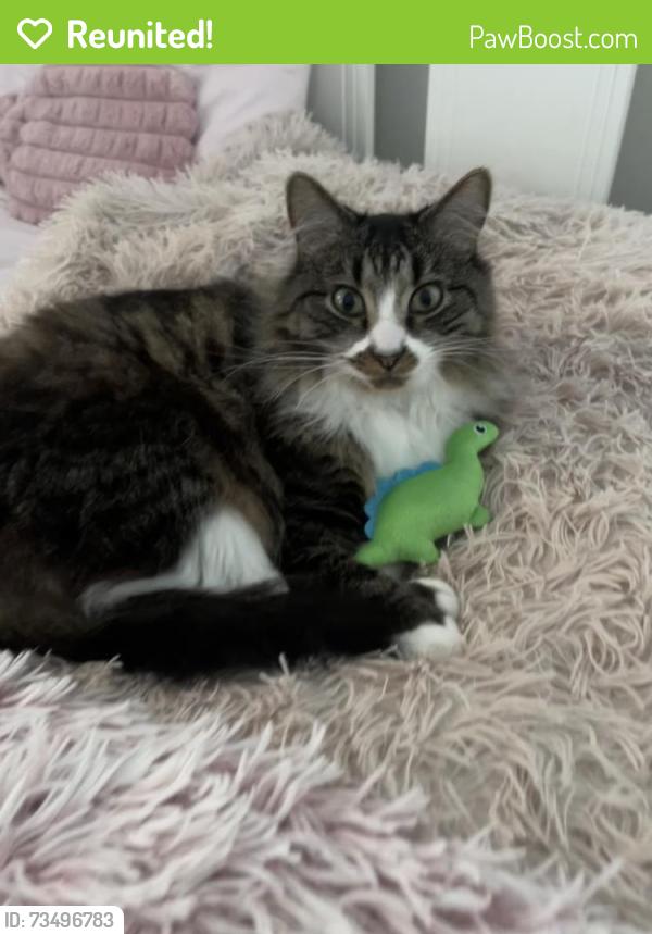 Reunited Male Cat last seen oran park near the leisure Centre, Oran Park, NSW 2570