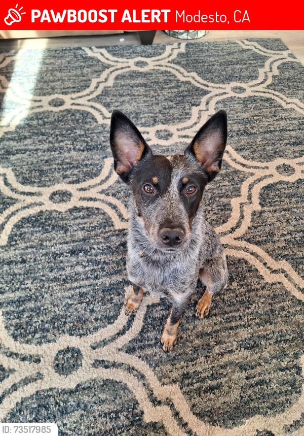 Lost Male Dog last seen Coffee and sylvan, Modesto, CA 95355