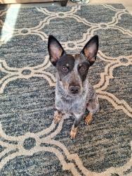Lost Male Dog last seen Coffee and sylvan, Modesto, CA 95355