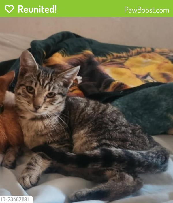 Reunited Male Cat last seen Blossom Way, Hayward CA 94541, Hayward, CA 94541