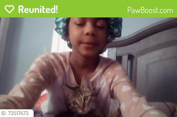 Reunited Male Cat last seen Near Middlefield st hartford conneticut, Hartford, CT 06112
