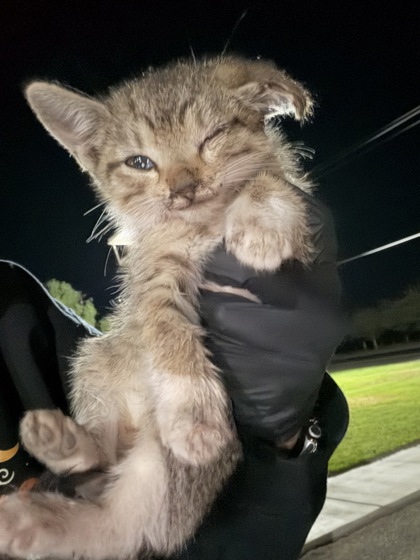 Shelter Stray Male Cat last seen N Madera & W Shields ave, Kerman Zone Fresno CO 1A 93630, CA, 1510 W Dan Ronquillo Dr, Fresno, CA 93706, USA