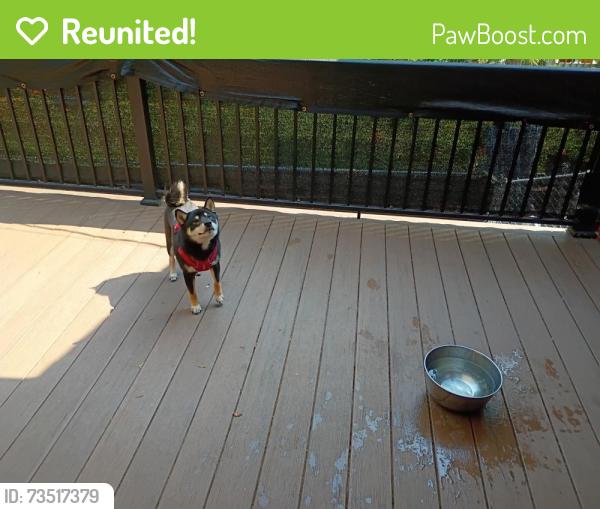 Reunited Male Dog last seen Lucky shots pickelball, Minneapolis, MN 55418