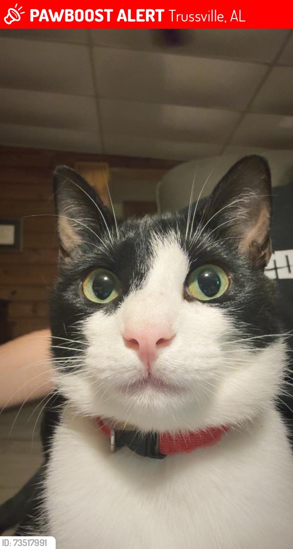 Lost Male Cat last seen Houser drive, Trussville, AL 35173
