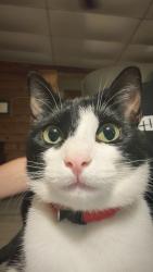 Lost Male Cat last seen Houser drive, Trussville, AL 35173