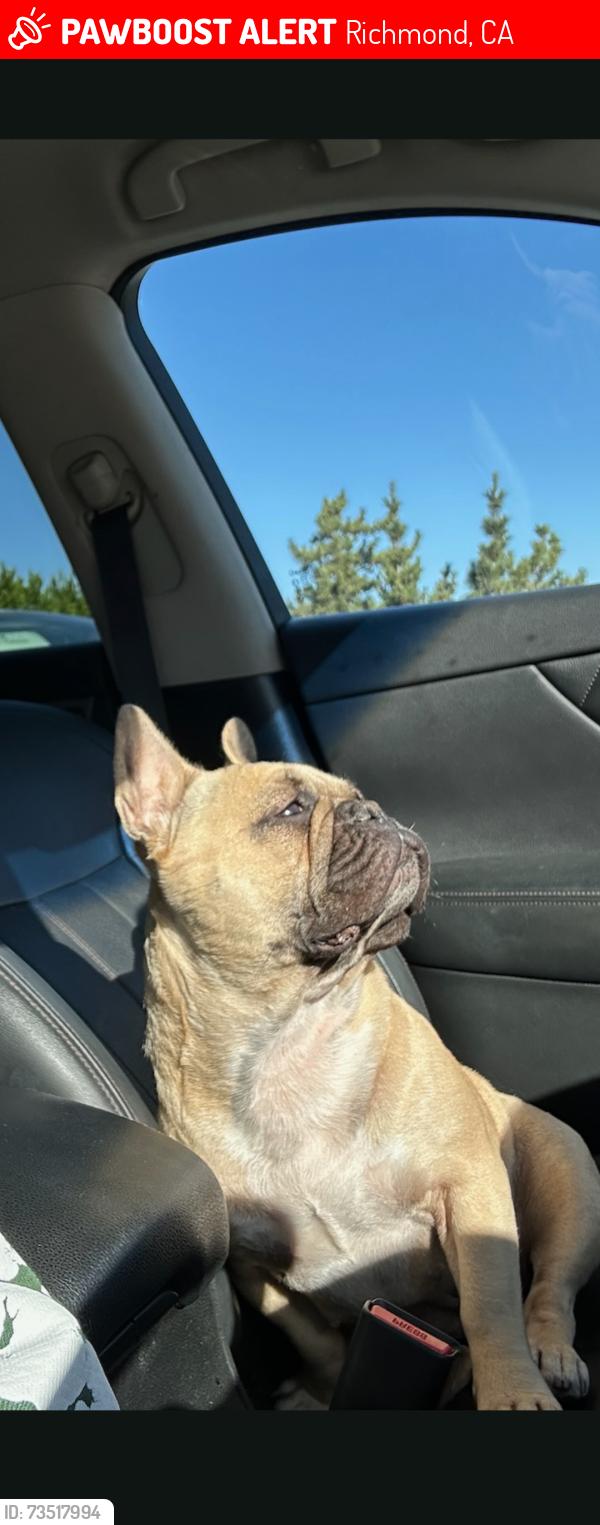 Lost Female Dog last seen 6th Street, Richmond, CA 94801