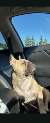 Lost Female Dog last seen 6th Street, Richmond, CA 94801
