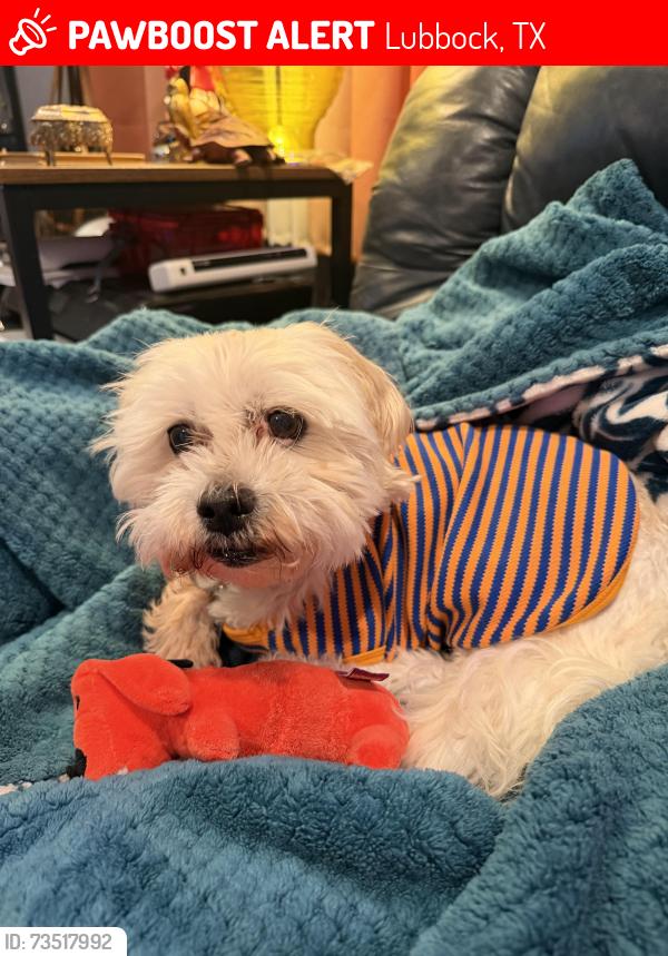 Lost Male Dog last seen Indiana and South loop 289, Lubbock, TX 79423
