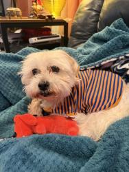 Lost Male Dog last seen Indiana and South loop 289, Lubbock, TX 79423