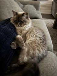 Lost Male Cat last seen On a home camera, Aurora, ON L4G 6N6