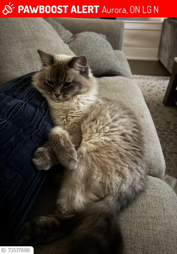 Lost Male Cat last seen On a home camera, Aurora, ON L4G 6N6