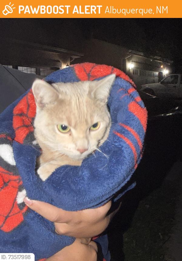 Found/Stray Unknown Cat last seen Avenida vista cerros NW, Albuquerque, NM 87114