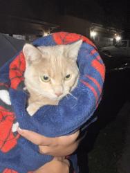 Found/Stray Unknown Cat last seen Avenida vista cerros NW, Albuquerque, NM 87114