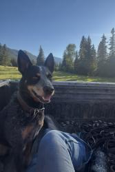 Reunited Male Dog last seen Stimson Ln, Belgrade, MT 59714