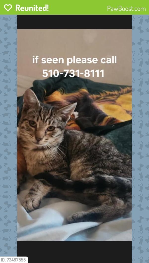 Reunited Male Cat last seen Blossom way and Blossom court, Cherryland, CA 94541