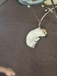 Lost Female Cat last seen right across Johnston Lee Harnett community, Smithfield, NC 27577