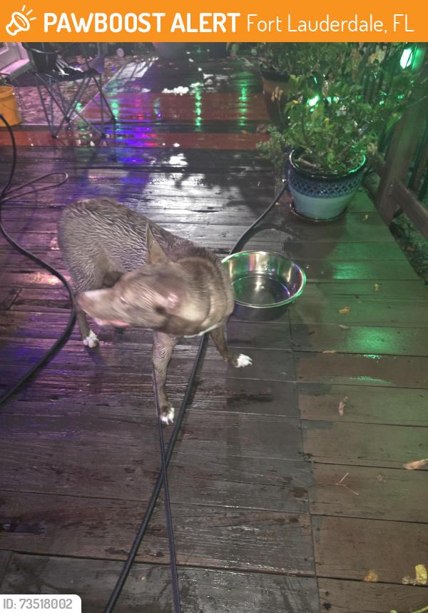 Found/Stray Female Dog last seen 14th and 29th ave, Fort Lauderdale, FL 33312