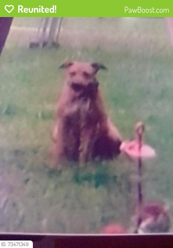 Reunited Female Dog last seen Jack Williams Rd and lott Rd, Wilmer, AL 36587