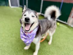 Shelter Stray Female Dog last seen Apt 9E,605 Water Street, NEW YORK, NY, 10002, 326 E 110th St, New York, NY 10029, USA