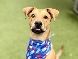 Shelter Stray Male Dog last seen Near Melrose Avenue, BRONX, NY, 10451, 326 E 110th St, New York, NY 10029, USA