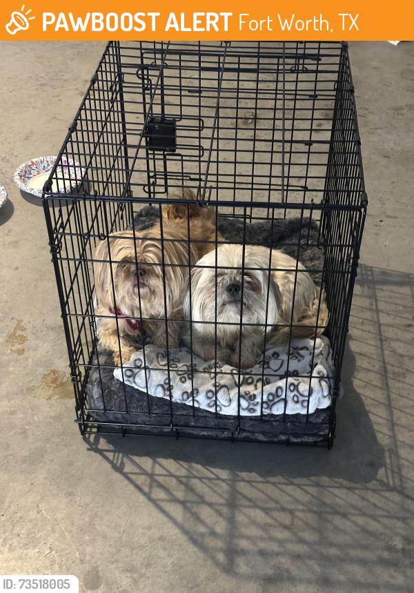 Found/Stray Female Dog last seen Risinger and McCart, Fort Worth, TX 76123