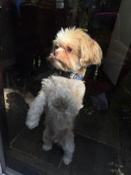 Reunited Male Dog last seen Irving Park Pulaski, Chicago, IL 60641