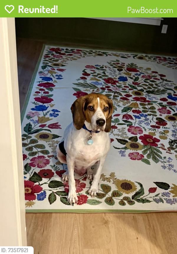 Reunited Male Dog last seen Memphis Arlington Rd and Sunny Meadows Road, Memphis, TN 38135