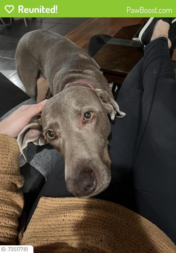 Reunited Female Dog last seen Rio grande, Albuquerque, NM 87107
