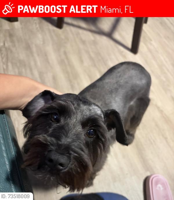 Lost Female Dog last seen Florida miami, Miami, FL 33127