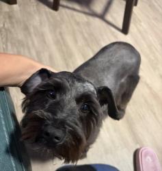 Lost Female Dog last seen Florida miami, Miami, FL 33127