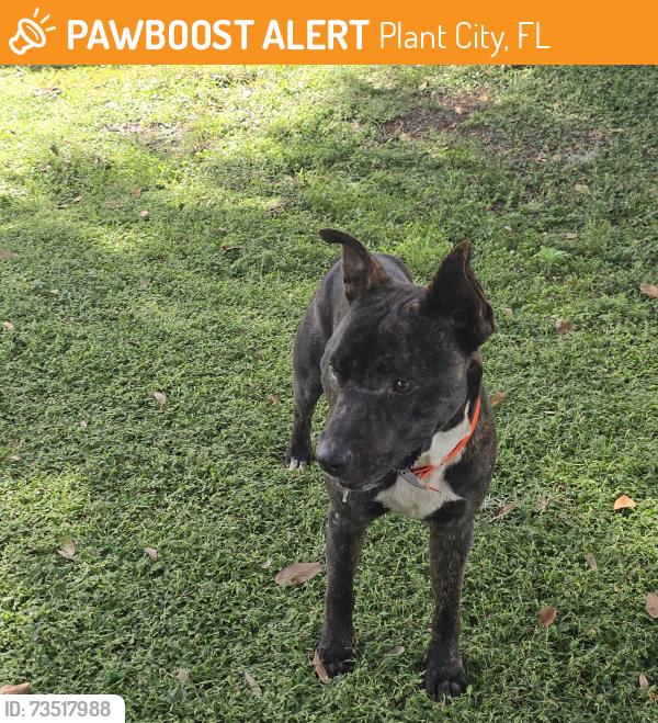 Found/Stray Male Dog last seen Thonotosassa Rd & Cooper Rd, Plant City FL, Plant City, FL 33565