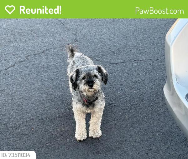 Reunited Unknown Dog last seen Near S Hoover St, Gardena, CA 90247, USA, Gardena, CA 90247