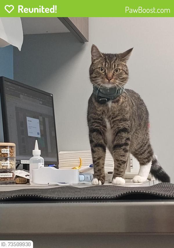 Reunited Female Cat last seen Scholl's Ferry Road, Portland, OR 97223