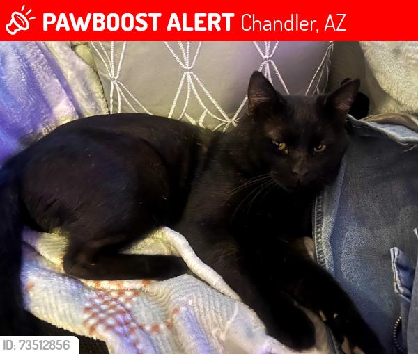 Lost Male Cat last seen W. Mission Dr. and Shawnee, Chandler, AZ 85224