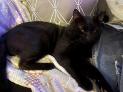 Lost Male Cat last seen W. Mission Dr. and Shawnee, Chandler, AZ 85224