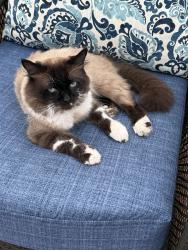Lost Male Cat last seen Palisade st, East Bethel, MN 55005